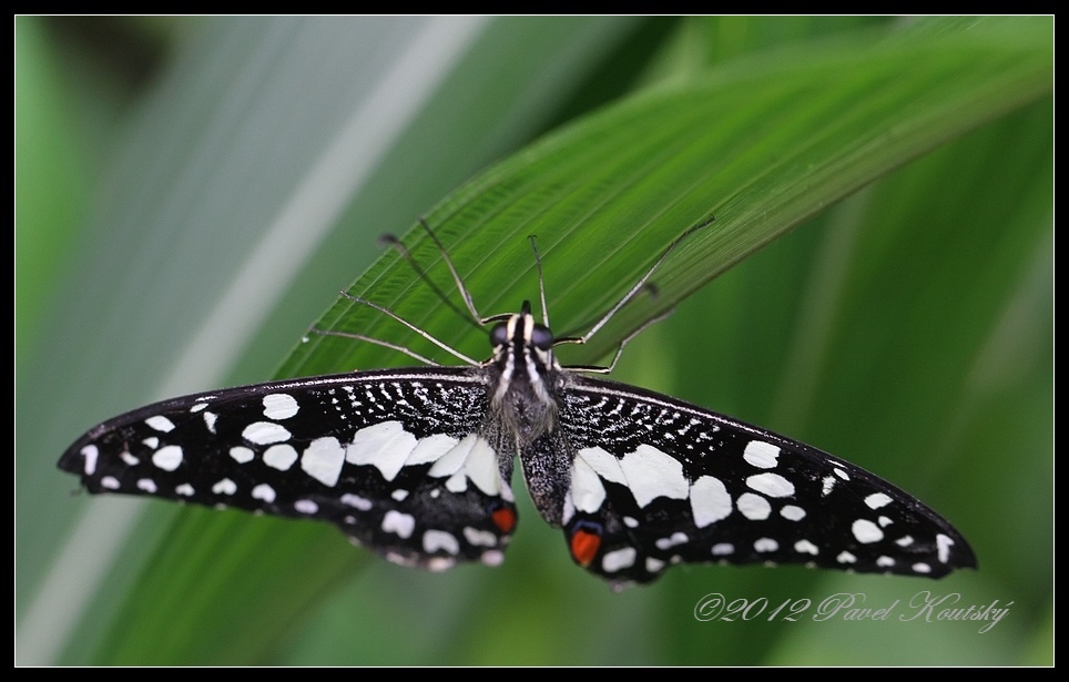 012 Papilio demoleus_4825