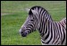031 Zebra Chapmanova_0286.jpg