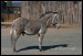 032 Zebra Grévyho_5656.jpg