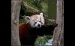 008 Panda červená 072.jpg