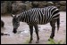 024 Zebra bezhřívná_0474.jpg