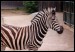 025 Zebra Chapmanova 0499.jpg