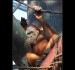 021 Orangutan_2101.jpg