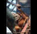 022 Orangutan_2099.jpg