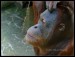 023 Orangutan - zamyšlený_2150.jpg