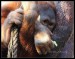 024 Orangutan 2093.jpg