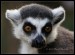 032 Lemur _2350.jpg