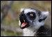 034 Lemur_2344.jpg
