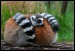 036 klubíčko - Lemur_7335.jpg