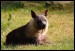 043 Hyena čabraková_2080.jpg