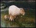 045 Kapybara_7365.jpg