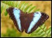 005 Blue Morpho Peleides_3252.jpg