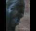 007 gorila Richard_2217.jpg