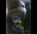 008 gorila Richard_2219.jpg