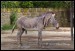 015 zebra Grevyho_4776.jpg