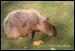 014 Kapybara_0122