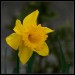 0084 narcis_1082.jpg