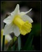 0086 Narcis_1087.jpg