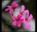 0087 pelargonie.jpg