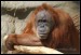 008 Orangutan_4941