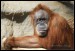 009 Orangutan_4942