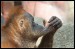 011 Orangutan_4946