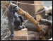 022 gorila Kijivu_5005