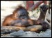 001 Orangutan, přemýšlím_5136