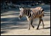034 Zebra bezhřívá_5629