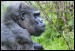 037 Gorila nížinná_5655