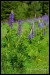 002 lupiny_6065