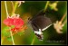 010 Papilio Memnon  _0823