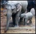 004 slon indický, Dona,Sita se snaží napít _0877
