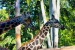 002 párek žiraf 150310_8