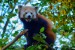 009 panda červená150310_59