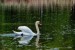 005 labutí samec170605_7